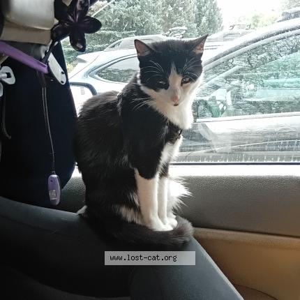 Photo 1/1 Tokyo Chat perdu à Lakewood