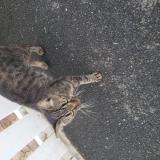 Photo de chat trouvé à Issoudun