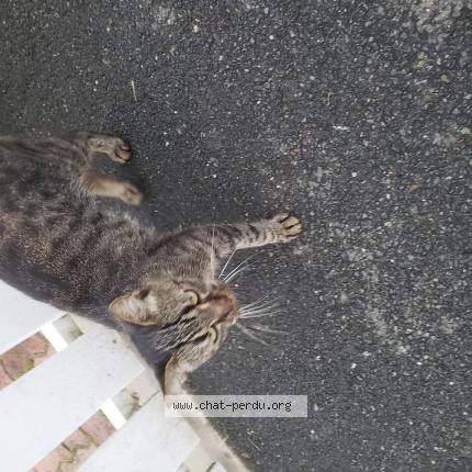 Photo 1/1 Chat trouvé Trouvé à Issoudun