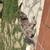 Photo de chat trouvé à Balma