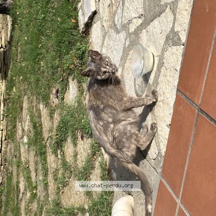 Photo 1/1 Chat trouvé Trouvé à Balma