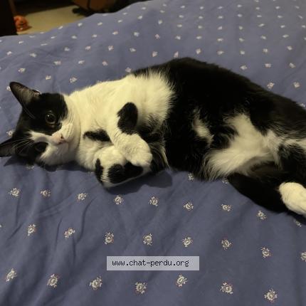 Photo 1/1 Mahou Chat perdu à Pleumeur bodou