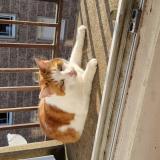Photo de chat perdu à La Chapelle Biche