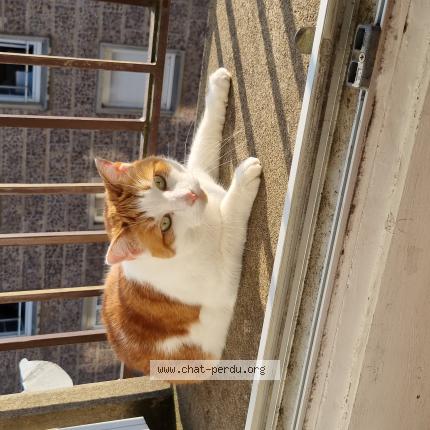 Photo 1/1 Chat retrouvé Perdu à La chapelle biche