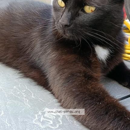 Photo 1/1 Zacka Chat perdu à Huy