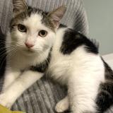 Photo de chat perdu à Coueron