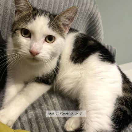 Photo 1/1 Yuki Chat perdu à Coueron