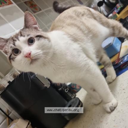 Photo 1/1 Kovu Chat perdu à Marseille