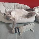 Photo de chat perdu à Aussevielle