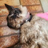 Photo de chat trouvé à Toulon