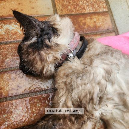 Photo 1/1 Chat trouvé Trouvé à Toulon