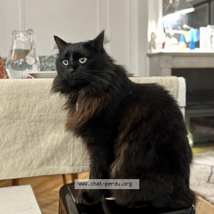 Photo 1/1 Omega Chat perdu à Paris