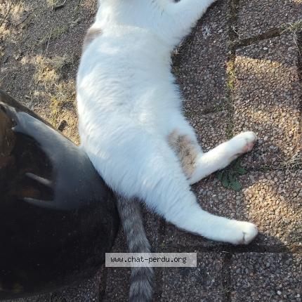 Photo 1/1 Mouchette Chat perdu à Aubers