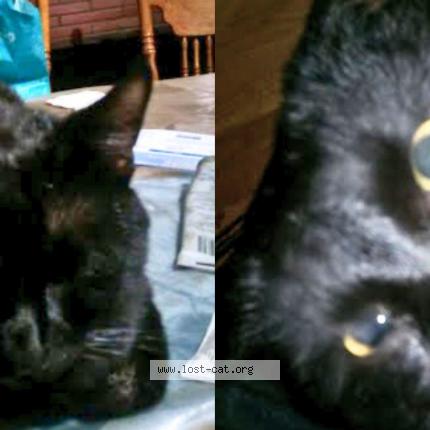 Photo 1/1 Niko Chat perdu à San diego