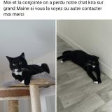Photo de chat perdu à Angers