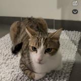 Photo de chat perdu à Joze