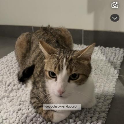 897196 Alvin chat perdu à JOZE - Chat Perdu France