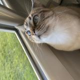 Photo de chat perdu à Pessac