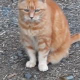 Photo de chat perdu à St Remy La Varenne