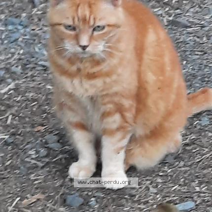 Photo 1/1 Eclipse Chat perdu à St remy la varenne