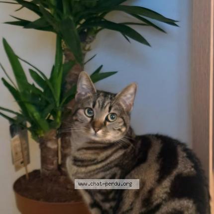 Photo 1/1 Willie Chat perdu à Coye la foret