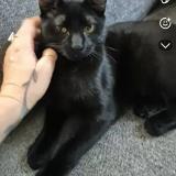 Photo de chat perdu à Marseille