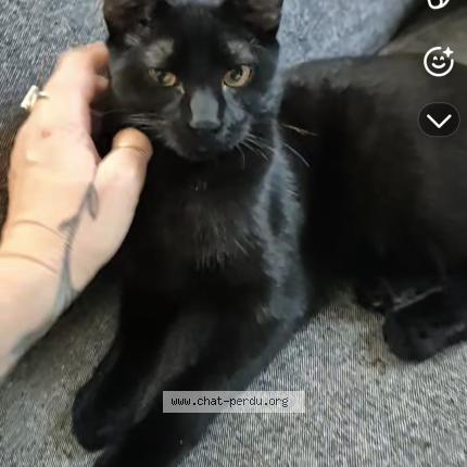 Photo 1/1 Guizmo Chat perdu à Marseille