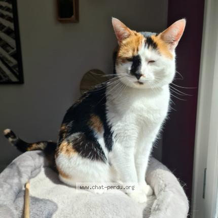 Photo 1/1 Chat retrouvé Perdu à Veigy Foncenex