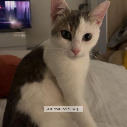 Photo 1/1 Mylo Chat perdu à Saint brieuc