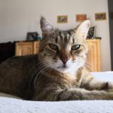 Photo de chat perdu à Montpellier