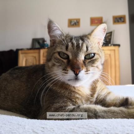 Photo 1/1 Chat retrouvé Perdu à Montpellier