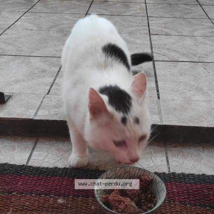 Photo 1/1 Wakiza Chat perdu à Livry