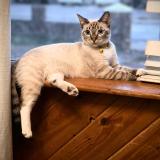 Photo de chat perdu à Phoenix