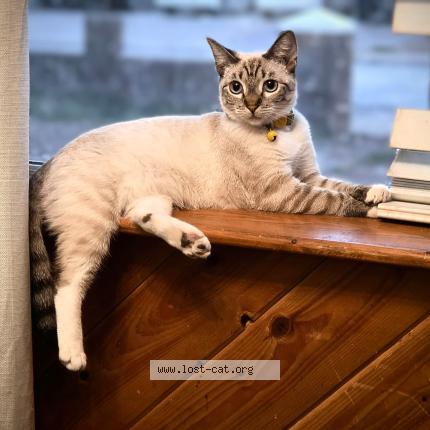 Photo 1/1 Anby Chat perdu à Phoenix