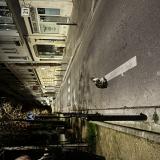 Photo de chat trouvé à Paris