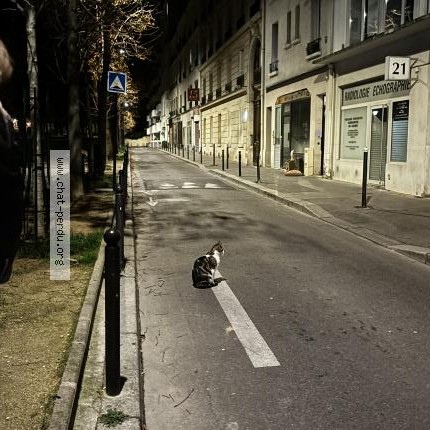Photo 1/1 Chat trouvé Trouvé à Paris
