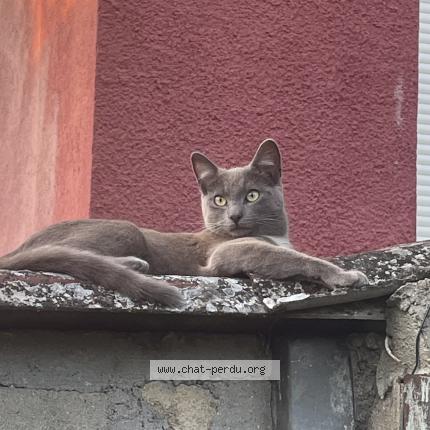 Photo 1/1 Chat retrouvé Perdu à Bourges