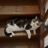 Photo de chat perdu à Bordeaux