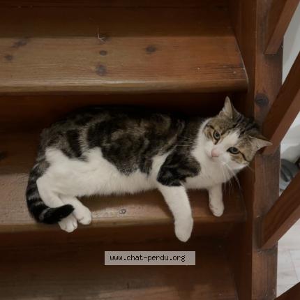 Photo 1/1 Maïko Chat perdu à Bordeaux