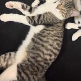 Photo de chat perdu à Garge Les Gonesses