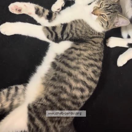 Photo 1/1 Félix Chat perdu à Garge les gonesses