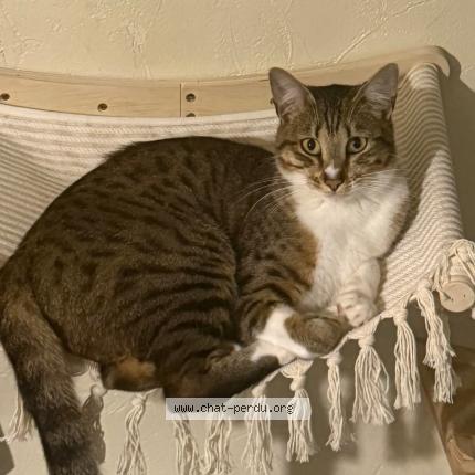 Photo 1/1 ARYA Chat perdu à Mesnil sur l estree