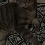 Photo de chat perdu à Villeneuve D Ascq