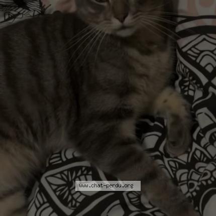 Photo 1/1 Olaf Chat perdu à Villeneuve d ascq