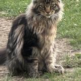 Photo de chat perdu à Saint Mathurin