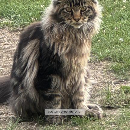 Photo 1/1 Puma Chat perdu à Saint mathurin