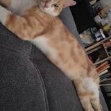 Photo de chat perdu à Leguevin Occitanie