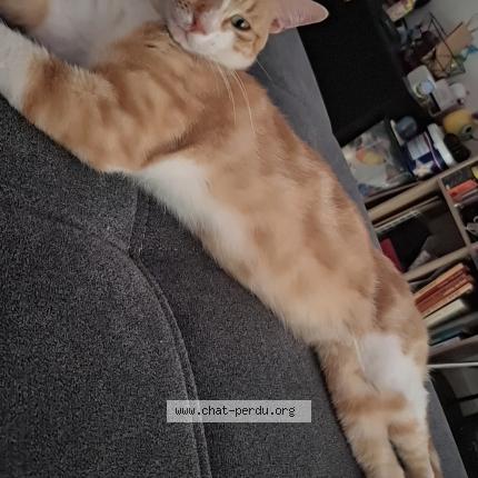 Photo 1/1 Youpi Chat perdu à Leguevin occitanie