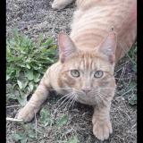 Photo de chat perdu à Angers