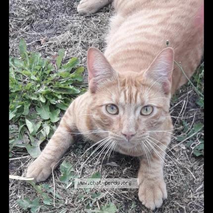 Photo 1/1 Sheldon Chat perdu à Angers